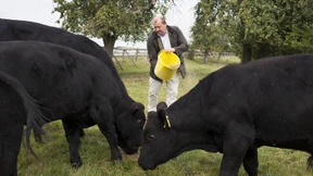 Das Schwein, der Mercedes und Blumen für Dubai