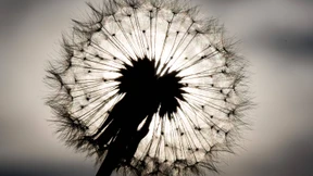 Ein Tiramisu aus Löwenzahn