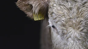 Chronik eines angekündigten Todes