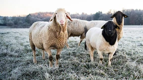 Kopfprämie für Landschaftspfleger auf vier Beinen