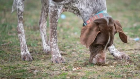 Wenn Hunde Drogen fressen