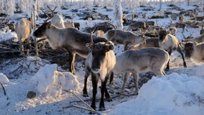 Die Gelassenheit der Schweden