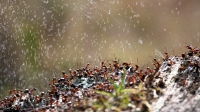 Sklaven im eigenen Haus