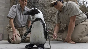 Kranker Pinguin im Zoo von San Diego erhält orthopädische Schuhe