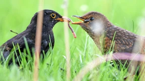Zählstunde für Gartenvögel