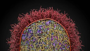 Der Rechner baut eine Zelle