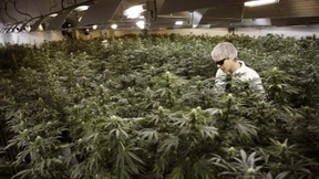 Welche Folgen die Cannabis-Legalisierung in anderen Ländern hatte