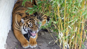 Die Rätsel des Veganismus