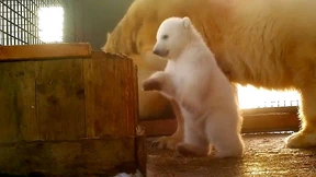 Eisbärbaby erkundet sein Zuhause