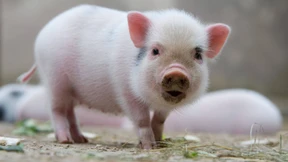 Sex, Gestank und wilde Schweine