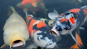 VW soll Winterkorn 60.000 Euro teure Heizung für Fischteich gezahlt haben