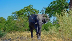 „Der einzige Weg ist der Abschuss“