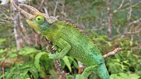 Konkurrenzlose Schönheit unter Chamäleons