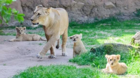 Zoo Hannover zeigt seinen Berberlöwen-Nachwuchs