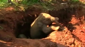 Elefantenkälber mit Bagger gerettet