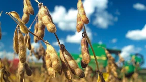 EU-Kommission genehmigt Einfuhr von sechs Genpflanzen