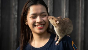 Ratte erschnüffelt Rekordzahl an Landminen