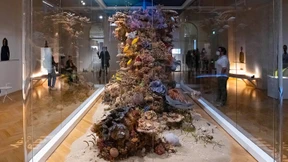 Abtauchen in die Welt der Korallen