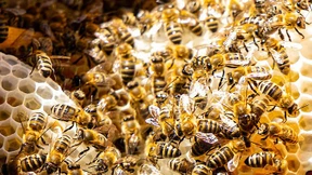 Sperrbezirk soll Bienen schützen