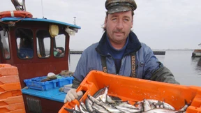 Nordsee-Fischer dürfen mehr Hering fangen
