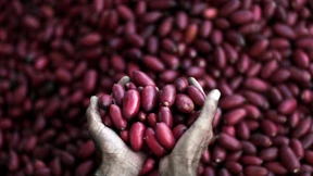 Datteln unter falscher Flagge