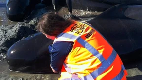 Gestrandete Grindwale eingeschläfert