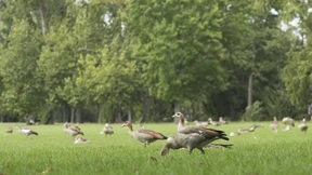 Die Vertreibung der Graugans von der Liegewiese