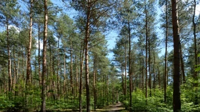 Baumstamm statt Stammtisch