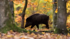 Rentner von Wildschwein erheblich verletzt