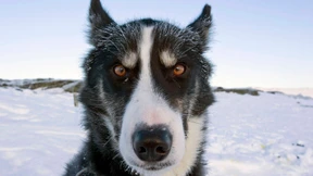 11.000 Jahre alt und quicklebendig