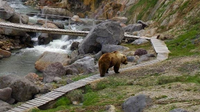 Wenn der Bär beißt