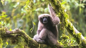 Skywalker schwingt sich durch chinesische Wälder 