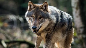 Unbekannte erschießen Wolf in der Lausitz