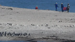 Mysteriöses Massensterben