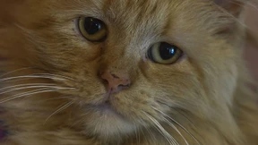 Katze mit Schmuggel-Handys in Gefängnis in Costa Rica geschnappt