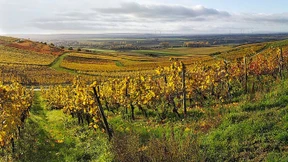 Weinproben am Bildschirm