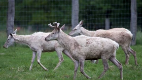 Das Rätsel der weißen Hirsche ist gelüftet
