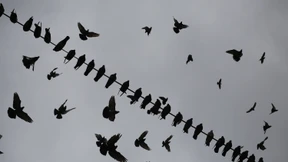 Erstmals West-Nil-Infektion bei Vogel in Deutschland nachgewiesen