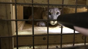 Puma bei Kontrolle in Auto entdeckt