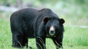 Japaner verwechselt Bärenbaby mit Hund