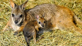 Zuchterfolg im Beutel