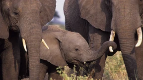 Nur klettern können sie nicht