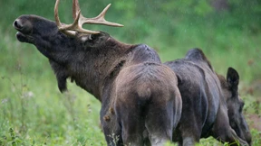 In Ikeas Elch-Lasagne ist Schweinefleisch