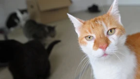 Ein Dialog mit der Katze