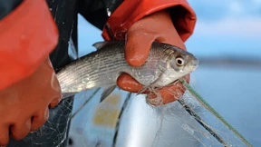 Frust und Ärger am Bodensee