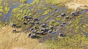 Löwenbeobachtung für den Preis eines Kleinwagens