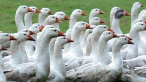 Der Gans geht es an den Kragen 