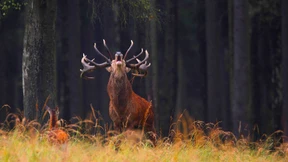 Wenn das Genus mit dem Sexus