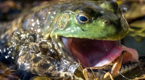 Baden-Württemberg meldet 974 erlegte Ochsenfrösche für 2022