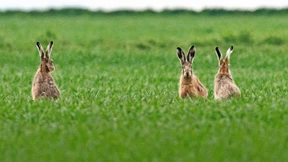 Ein trockenes Frühjahr hilft dem Hasen in Hessen
